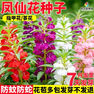 新采凤仙花种子混色指甲花染色防蛇防虫花种籽子庭院室外阳台盆栽