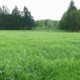 常青 草坪草籽庭院地毯草皮绿化黑麦草种子孑护坡狗牙根马尼拉四季