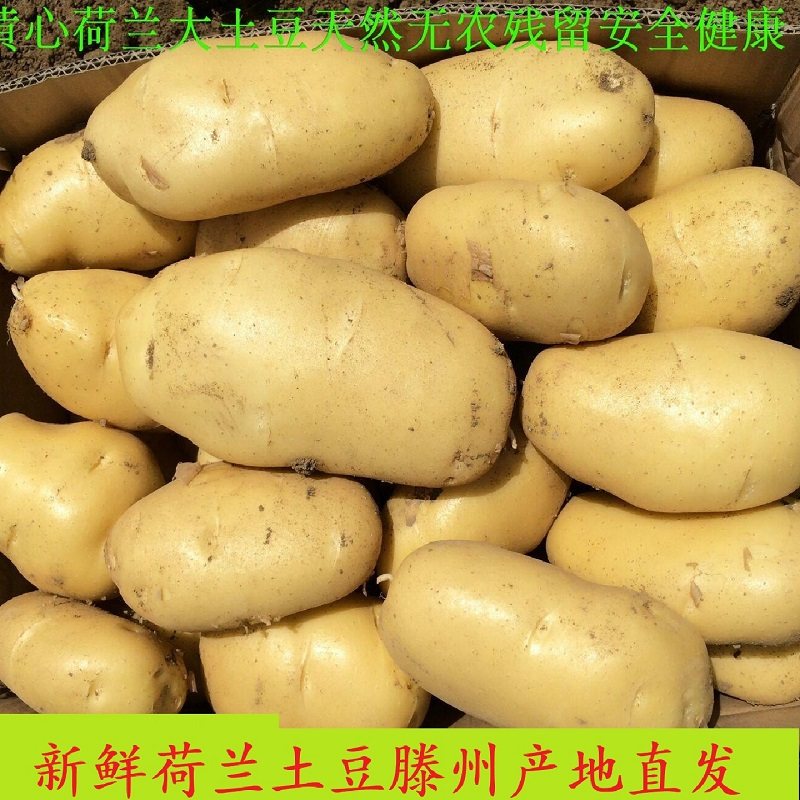 现挖新鲜黄心荷兰大土豆滕州土豆红心土豆马铃薯紫心土豆黑土豆