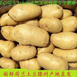 现挖新鲜黄心荷兰大土豆滕州土豆红心土豆马铃薯紫心土豆黑土豆