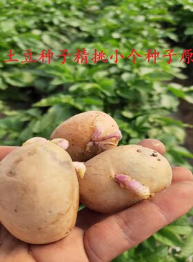 山东滕州荷兰土豆种子有芽脱毒