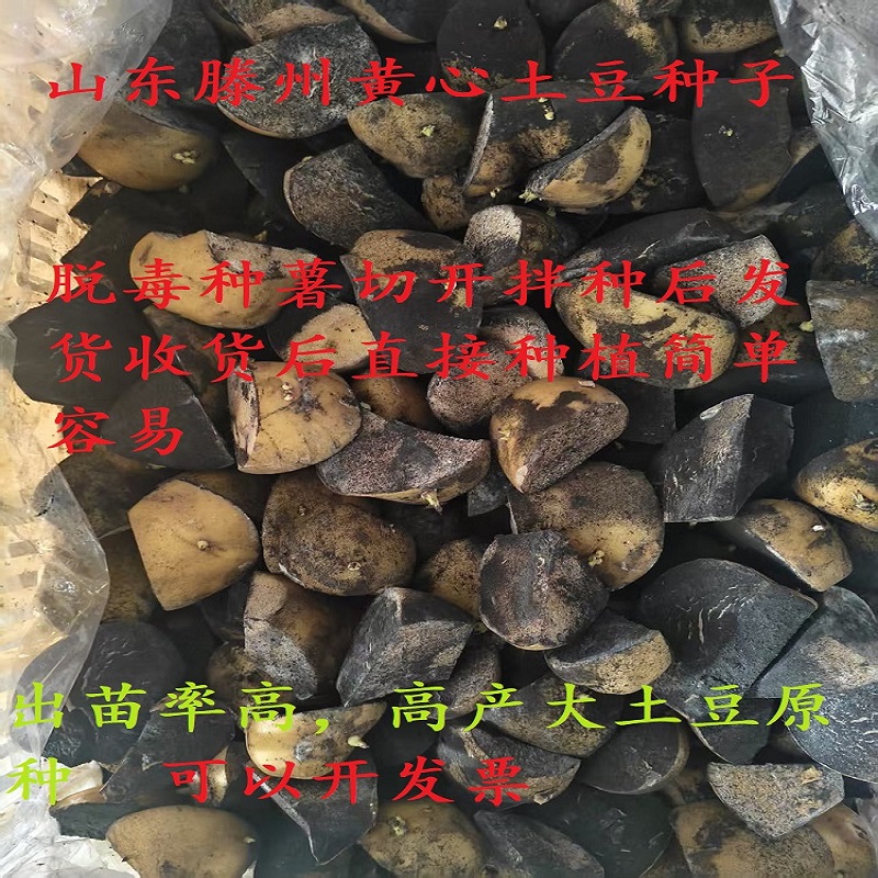 山东黄心v7土豆种子面粉带芽洋芋