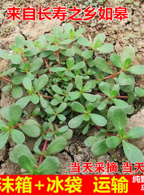 马齿苋菜新鲜野生如皋马苋笕长寿菜野菜马蜂五行蔬菜时令蔬菜现挖