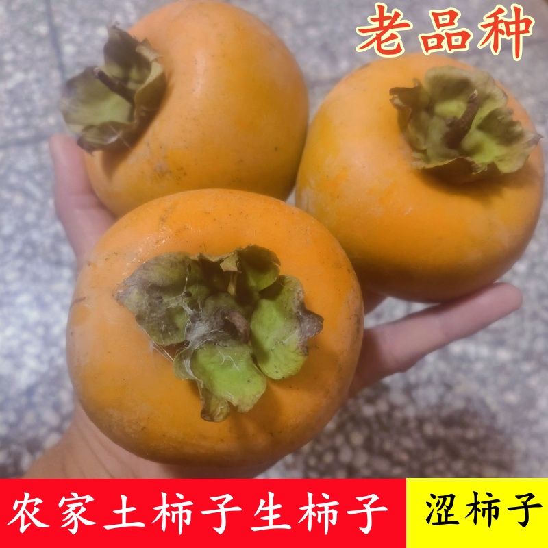 如皋农家软柿子涩柿子老品种香甜