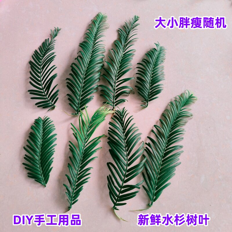 水杉叶新鲜现摘可压花DIY标本