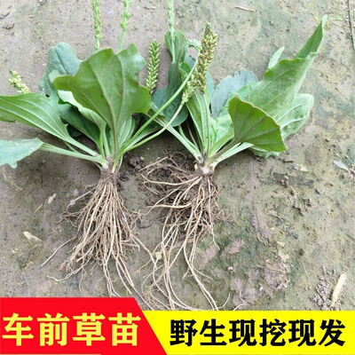 野生车前草苗带泥车轮草中药材