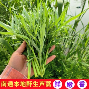 如皋本地新鲜芦蒿野生芦蒿藜蒿带叶去老杆无公害蔬菜野菜苏北特产