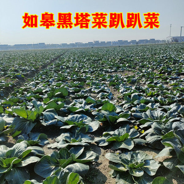 如皋黑塌菜国家地理标志产品趴趴菜南通农家霜冻黑青菜乌塌菜现挖