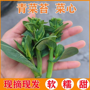 青菜苔新鲜蔬菜鲜嫩油菜头如皋农家露天青菜心当季 露天蔬菜现摘