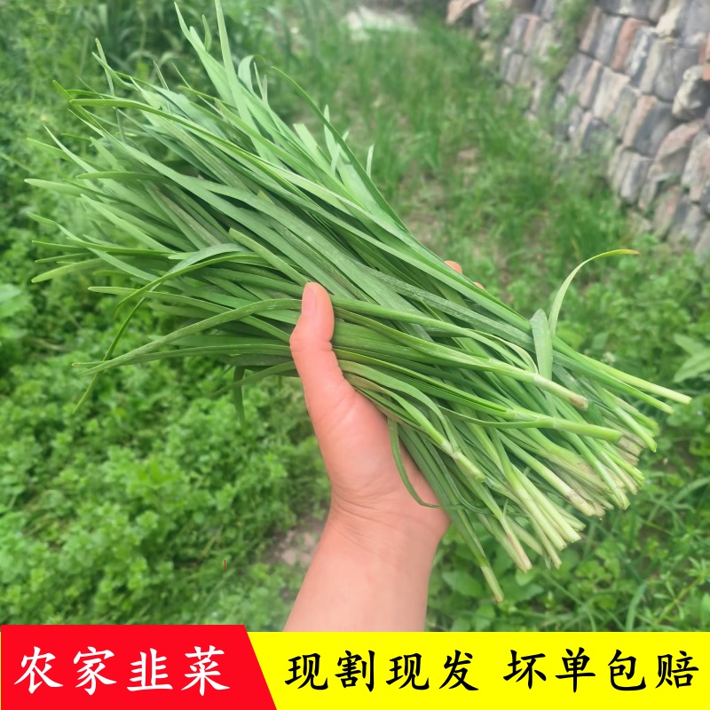 江苏南通农家韭菜自种新鲜韭菜三鲜馅鲜嫩韭菜如皋香韭菜现割现发