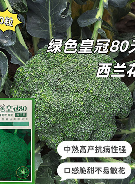 西兰花种子绿色皇冠80天青花菜绿花菜西蓝花蔬菜种籽高产中熟四季