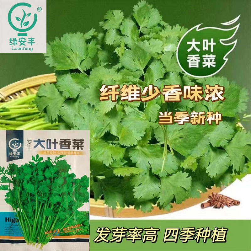 四季香菜种籽秋冬蔬菜种子菜籽家庭阳台盆栽大叶香菜种子