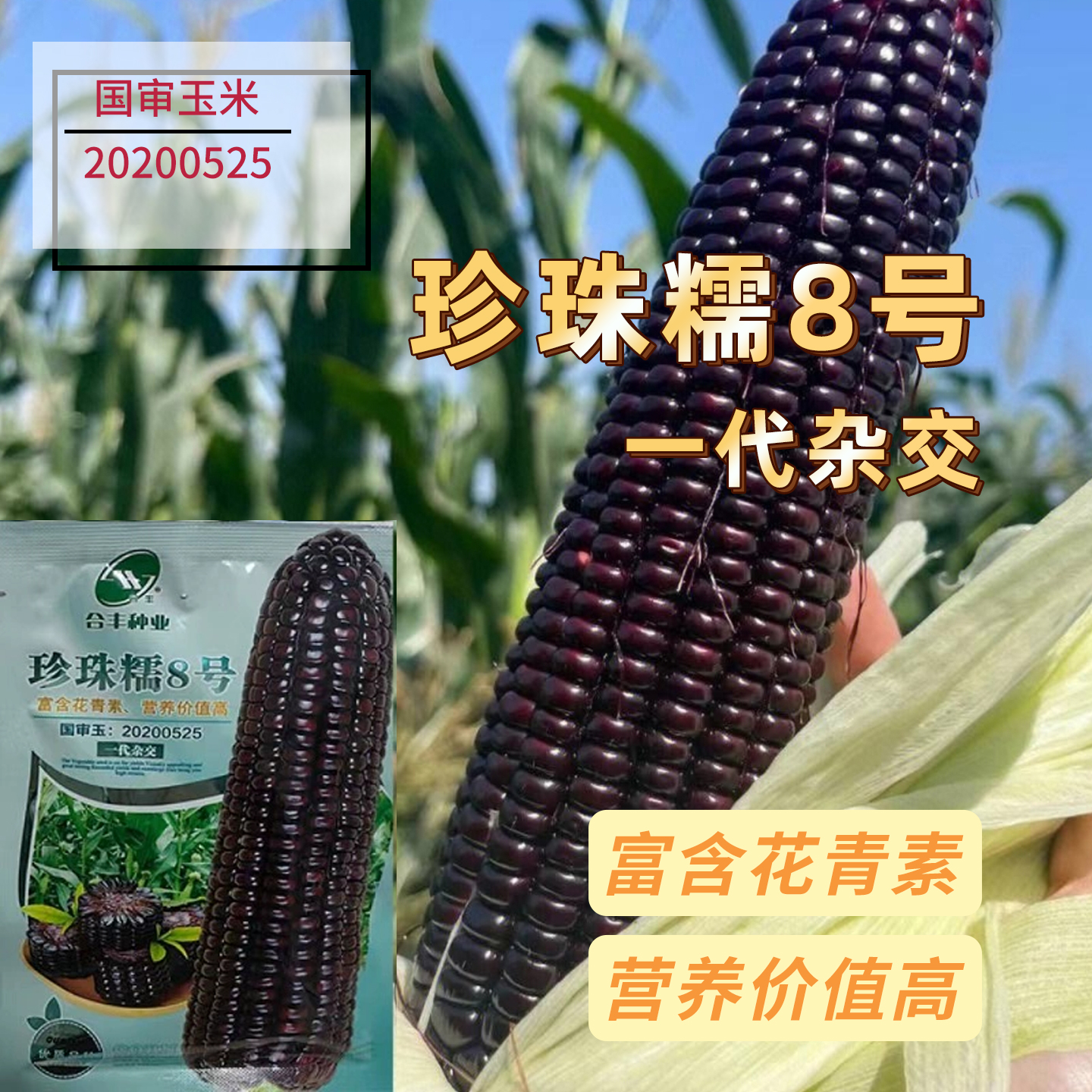 黑甜糯珍珠糯8号黑玉米种子紫玉米种籽早熟高产黑甜糯玉米种籽