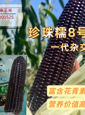 黑甜糯珍珠糯8号黑玉米种子紫玉米种籽早熟高产黑甜糯玉米种籽