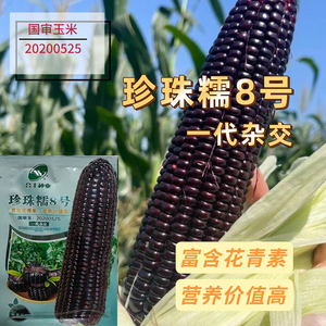黑甜糯珍珠糯8号黑玉米种子紫玉米种籽早熟高产黑甜糯玉米种籽
