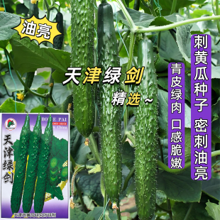 高产黄瓜种子绿心黄瓜种籽水果黄瓜种子家庭蔬菜刺黄瓜种子大全