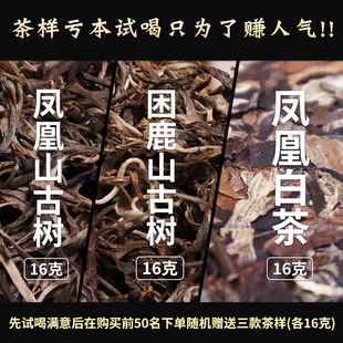 2023年茶样亏本试喝普洱生茶凤凰窝凤凰山困鹿山古树凤凰白茶48g