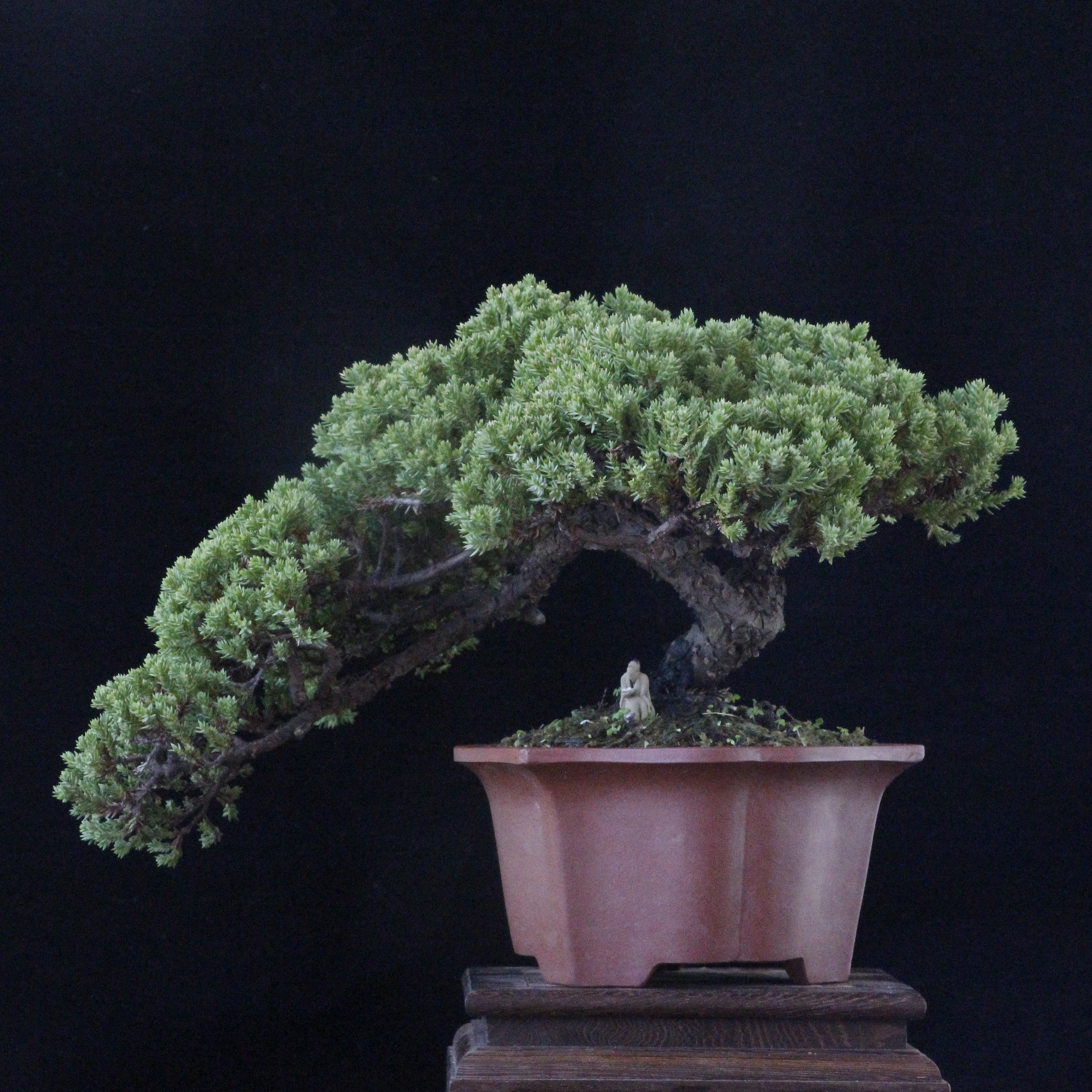 【孤品】新西兰珍珠柏 日本系鱼川真柏 台湾真柏