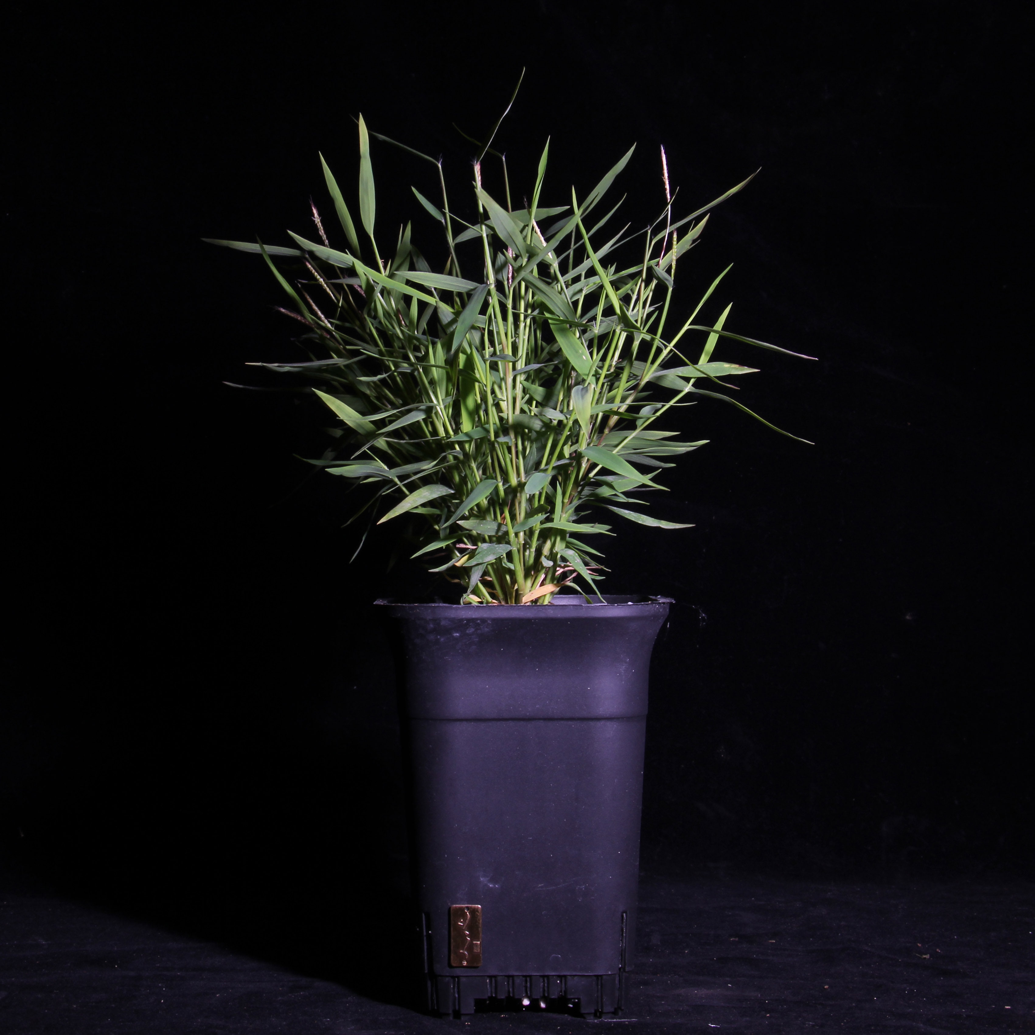 【素材】日本姬翠竹 青轴力竹 日本山野草绿植盆栽花卉室内植物