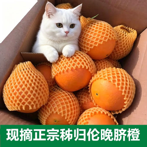 正宗伦晚脐橙10斤秭归橙子