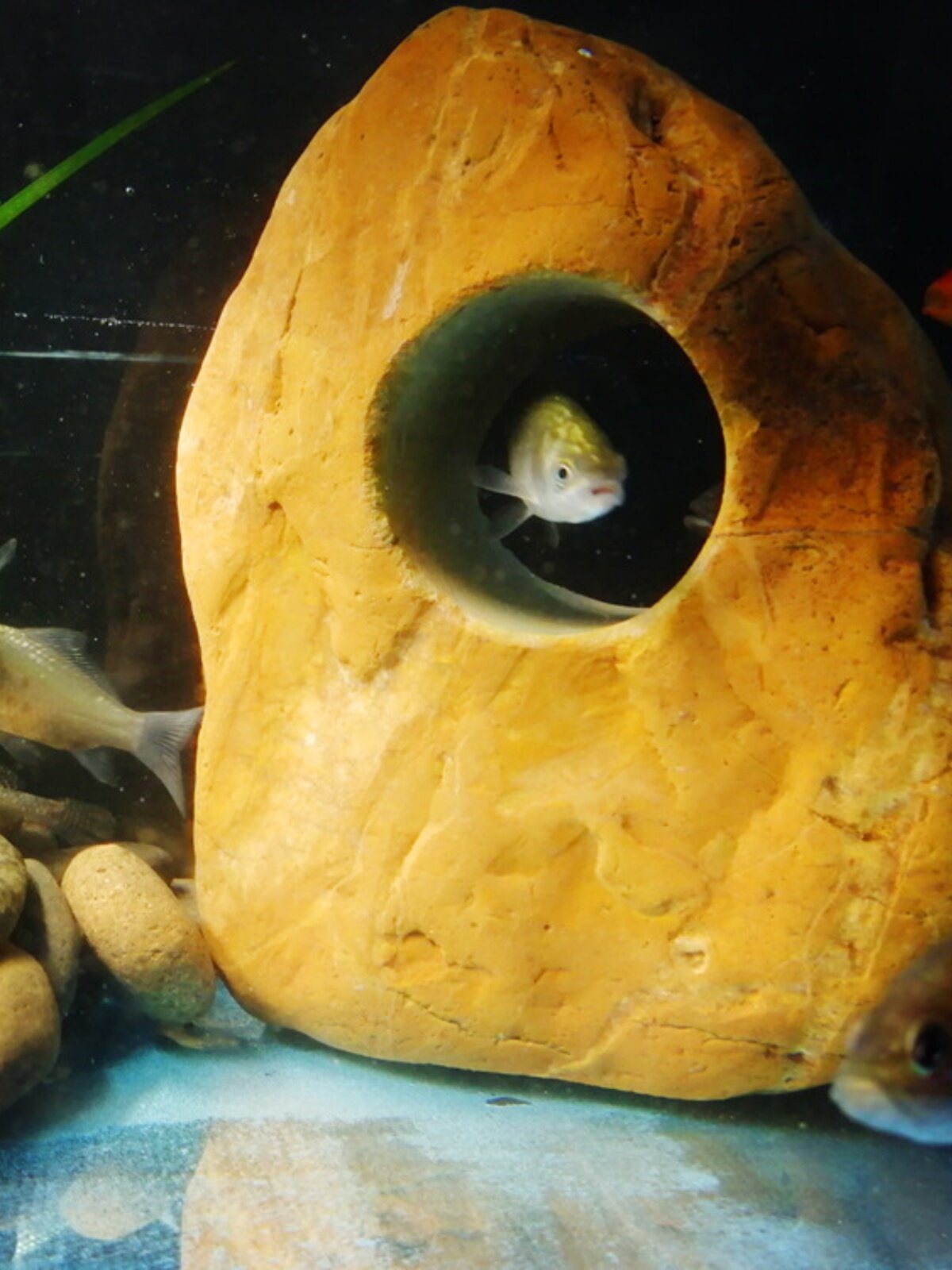 原生态慈鲷鱼躲避屋 热带淡水小鱼产卵藏身洞 天然真石头造景虾窝