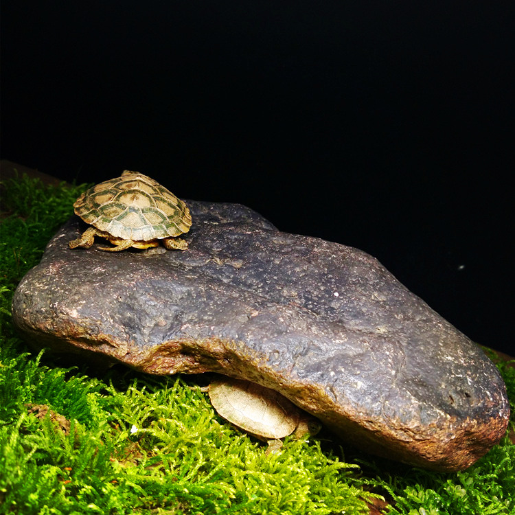 爬虫箱天然石头造景晒台蜘蛛蜥蜴