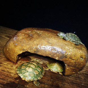 原生态爬宠洞穴 天然石头乌龟晒台爬台 寄居蟹蜥蜴蜘蛛守宫躲避屋