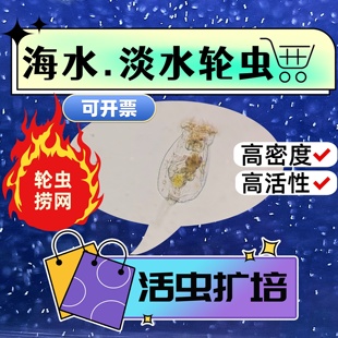 淡水海水活体轮虫猛水蚤挠足捞网小丑虾蟹斗鱼开口料活饵绿藻实验