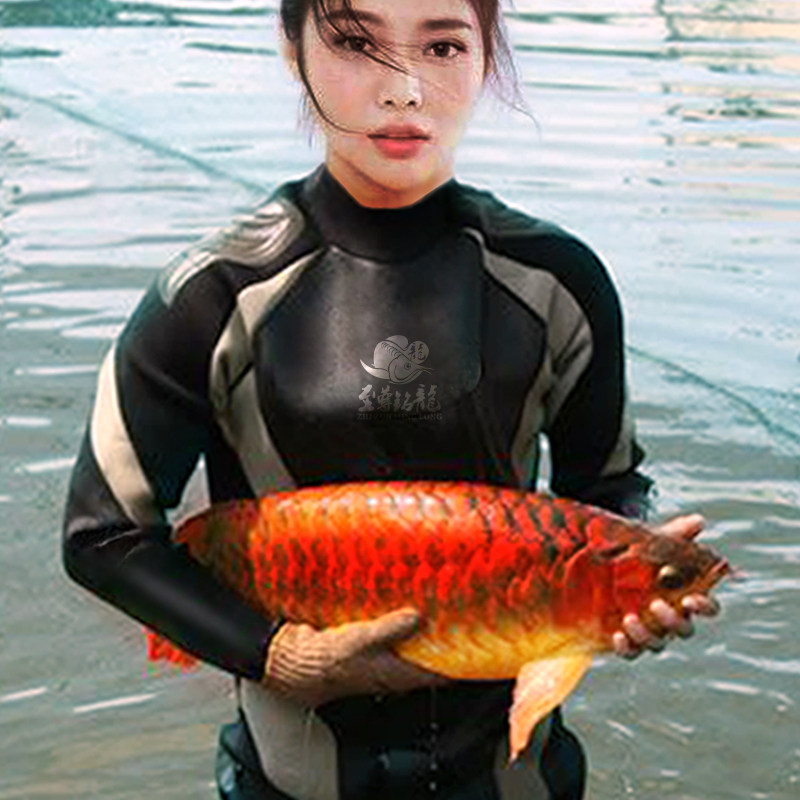 纯种印尼超血战车红龙鱼活体紫艳赤血辣椒高背龙鱼体热带观赏包活