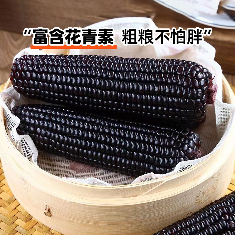 【新疆特产】黑糯玉米新鲜早餐加热即食甜黏东北大碴子真空装包邮