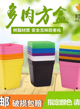 多肉植物花盆10cm塑料花盆育苗盆彩色种植盘托架套装清仓包邮处理