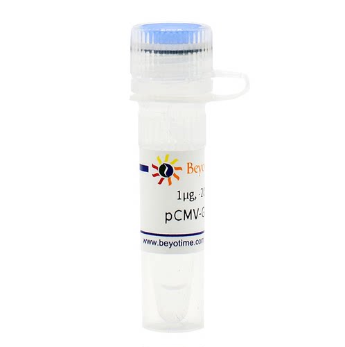 pCMV-GFP-p62 碧云天生物  D2817