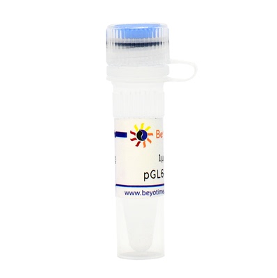 pGL6-CP(超灵敏快速降解型报告基因质粒)D2093 碧云天生物