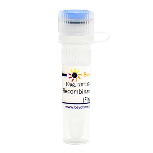 Recombinant Human RhoA (Flag-Tag) 碧云天 P2063