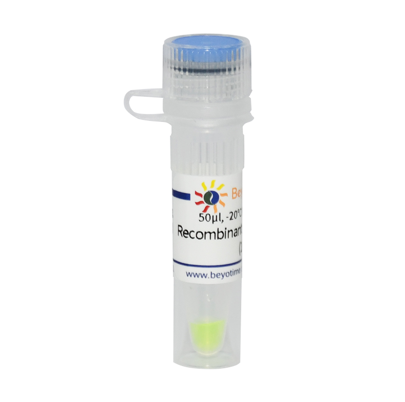 Recombinant mEGFP-Strep-tag II 碧云天生物 P4401