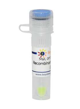 Recombinant mEGFP-Strep-tag II 碧云天生物 P4401