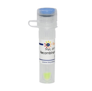 Recombinant mEGFP-Strep-tag II 碧云天生物 P4401