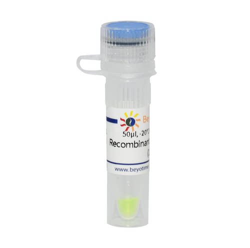 Recombinant mEGFP-Strep-tag II 碧云天生物 P4401