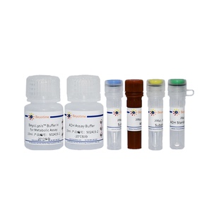 乙醇脱氢酶活性检测试剂盒(WST-8法)  S0241S S0241M 碧云天