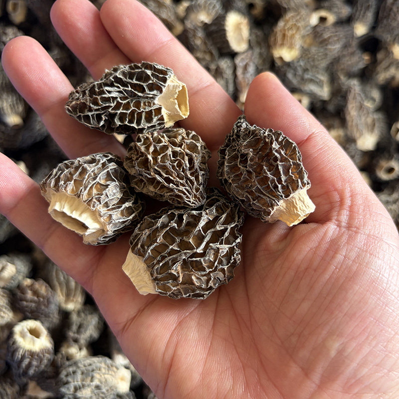 小草莓羊肚菌云南高山特产菌子干货长短都有