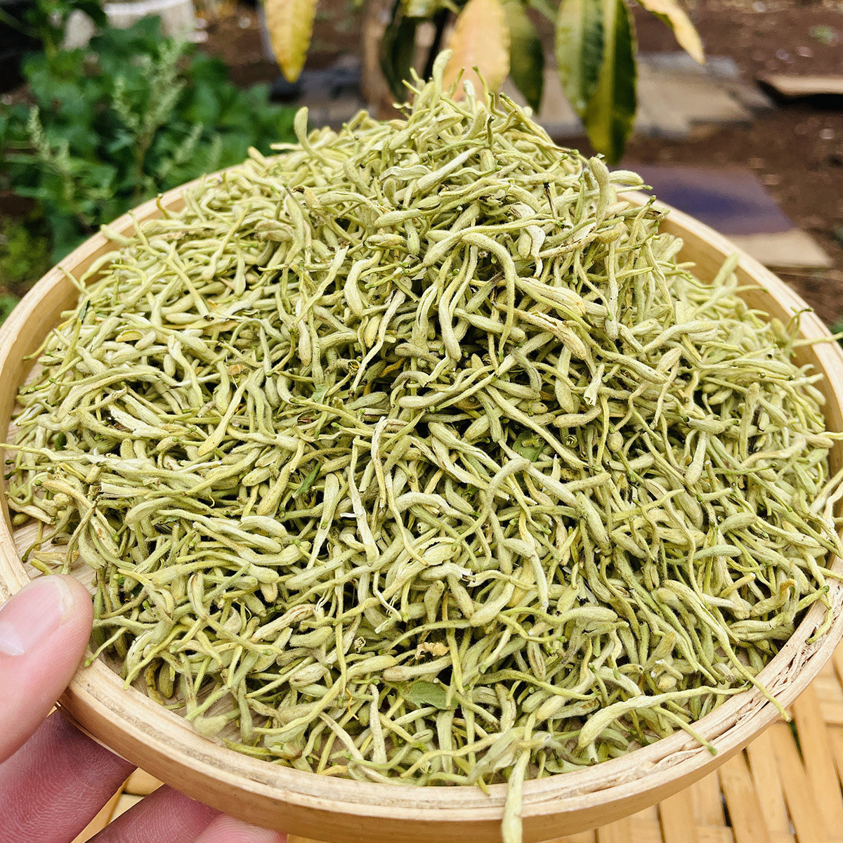 云南大山里赶集收山货-金银花