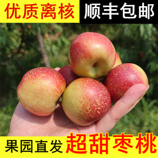 26顺丰现摘正宗珍珠枣油桃枣蜜桃枣味小桃子纯甜离核新鲜水果