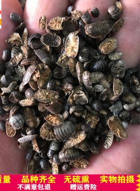 中药材 鼠妇虫  精选无杂质鼠妇虫 潮虫 地虱 湿生虫500克包邮