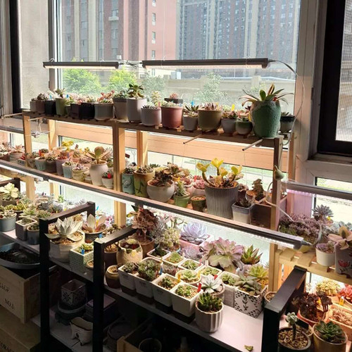 全光谱LED植物生长灯多肉补光灯室内花卉培育苗防徒上色家用灯管 - 封面