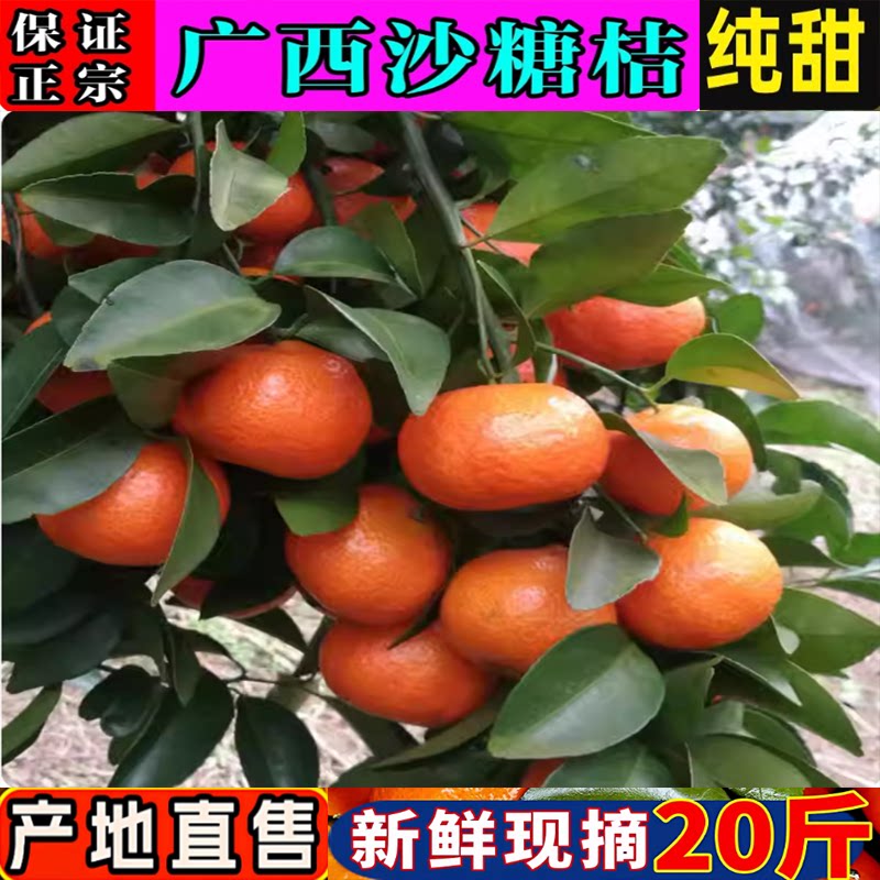 广西砂糖橘果农家自产甜果砂糖橘其它