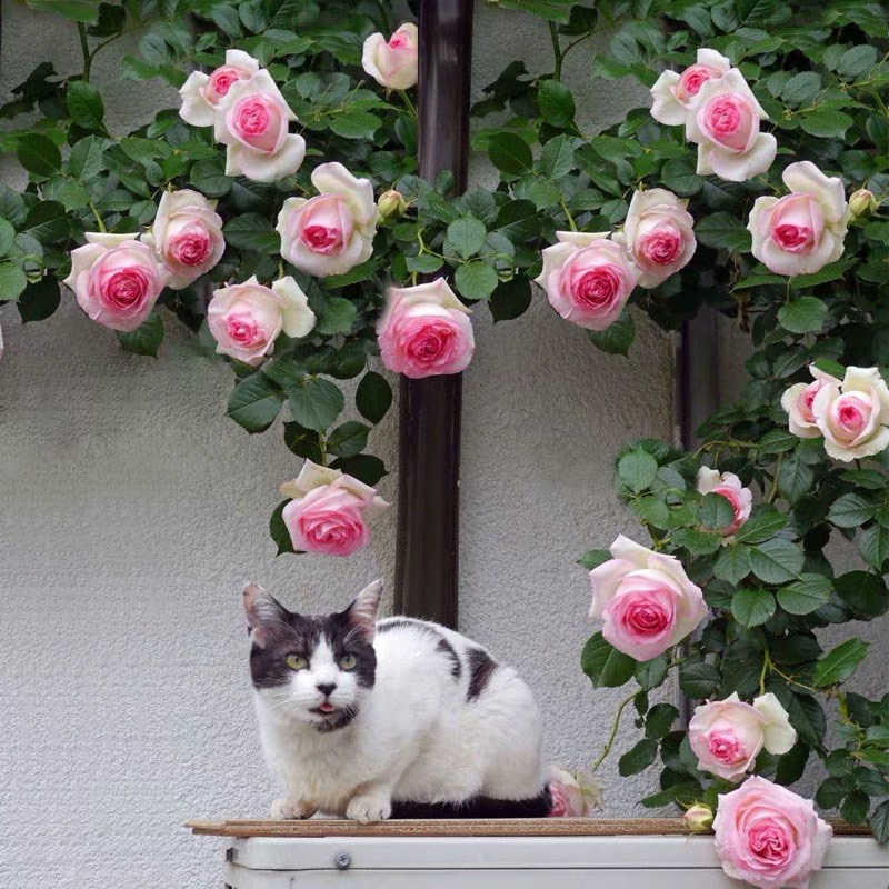 中苗藤本月季爬藤蔷薇花苗攀援庭院绿植花墙拱门多季开花大花浓香