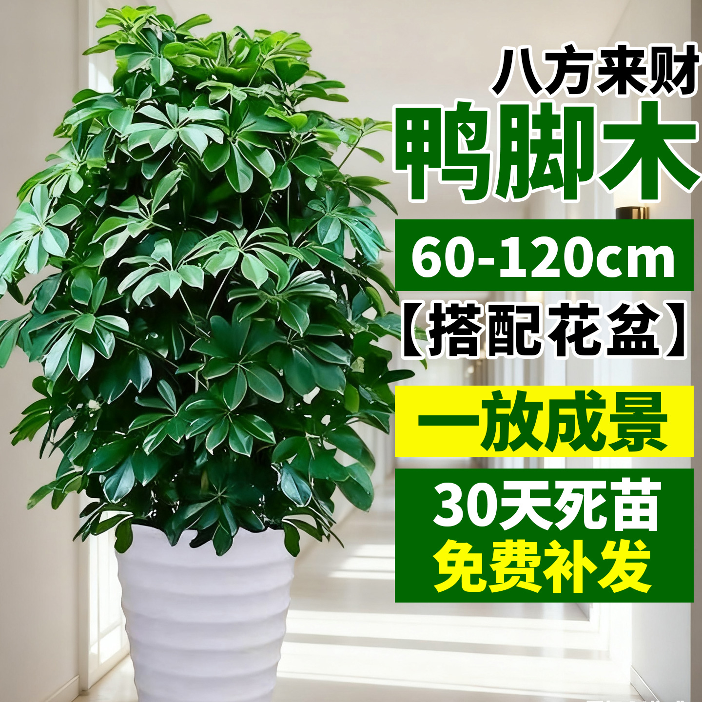 鸭脚木盆栽室内耐阴植物盆栽七叶莲八方来财客厅大型绿植招财树苗