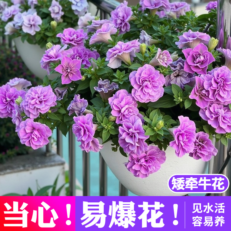 矮牵牛盆栽花进口重瓣牵牛喇叭花