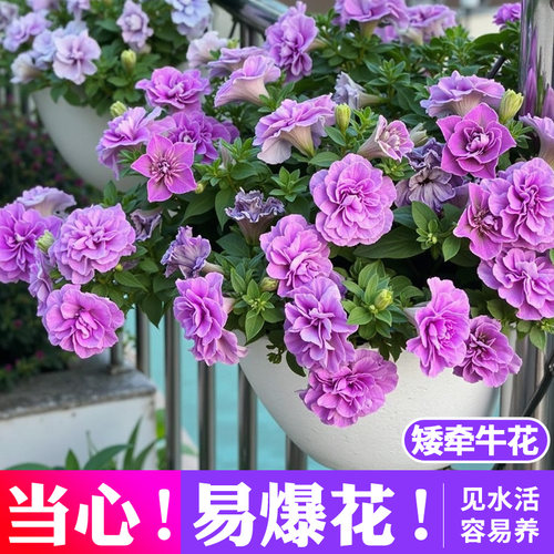 矮牵牛盆栽花进口重瓣牵牛喇叭花