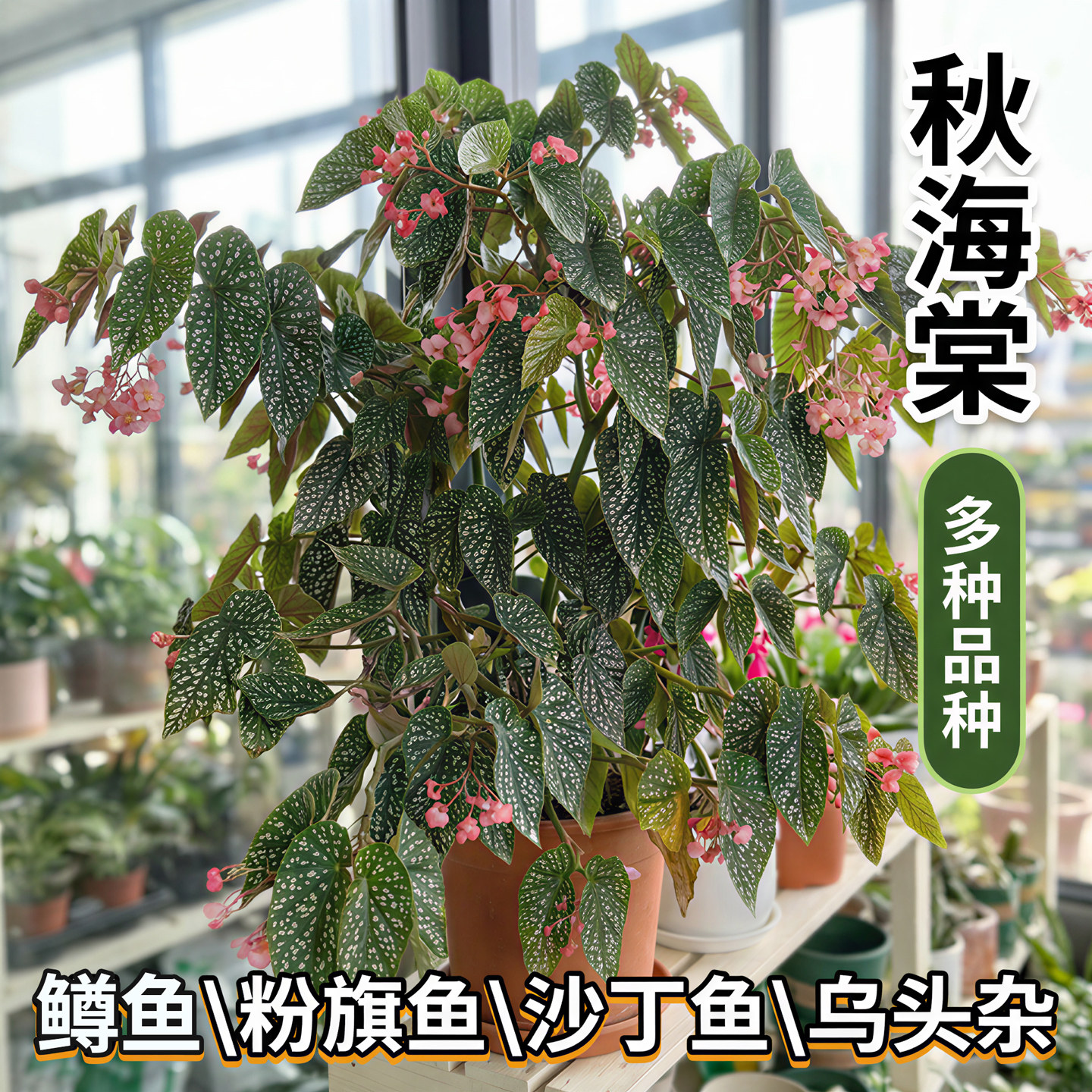 鳟鱼秋海棠室内桌面绿植盆栽竹节秋海棠五彩蜗牛圣尼克天蝎座蟆叶 - 实物图